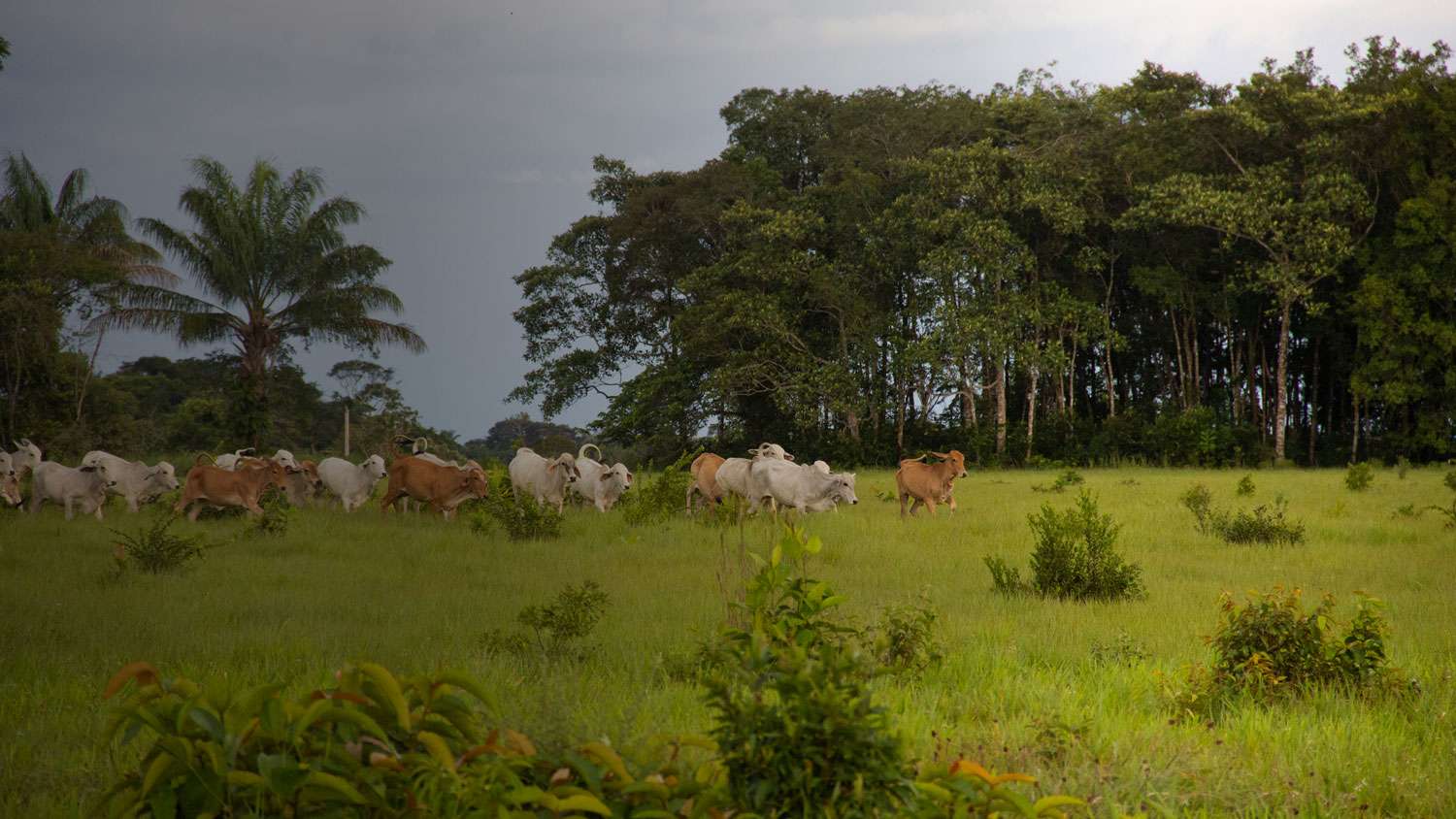 Observatorio Amazonia