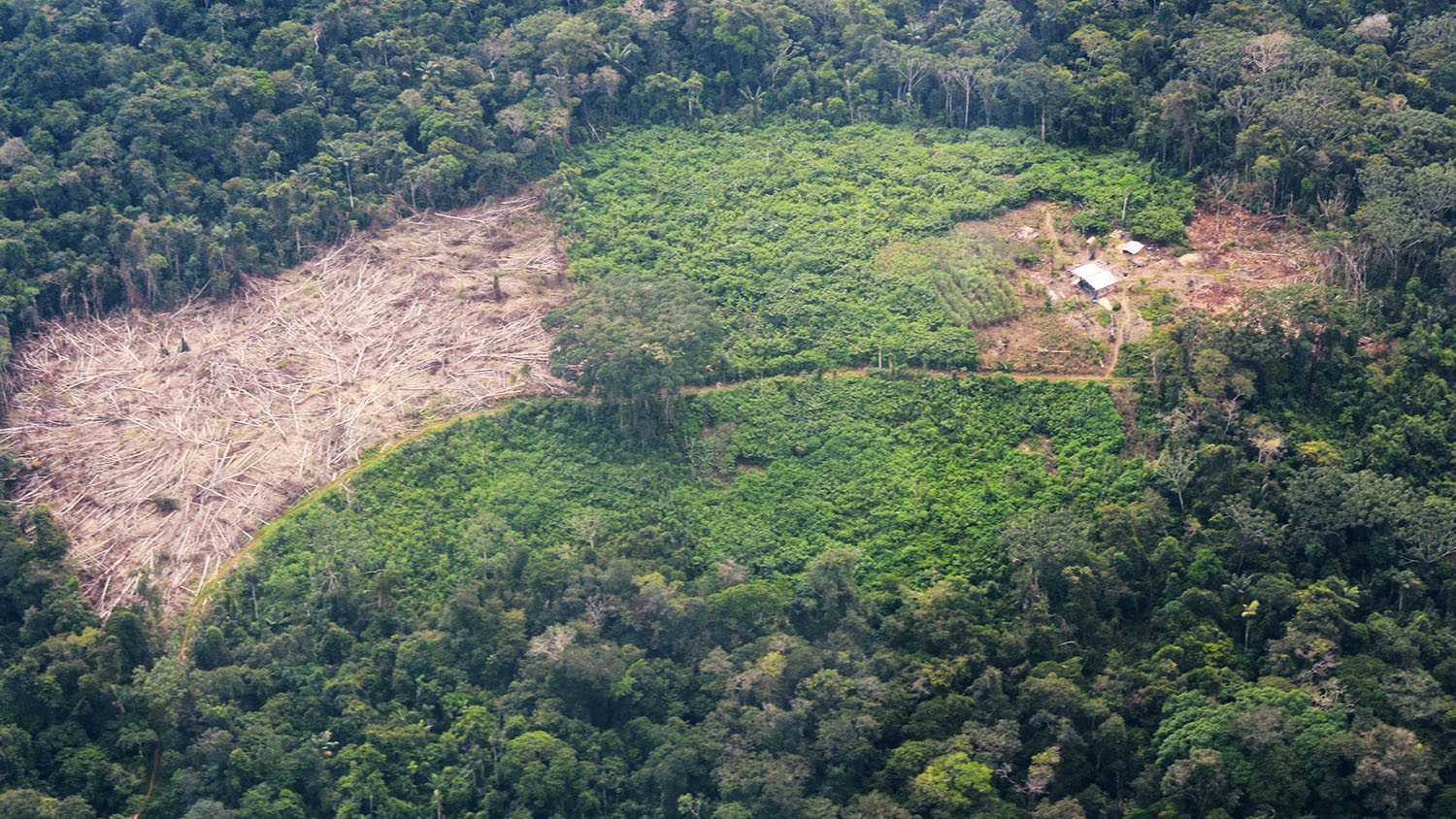 Observatorio Amazonia