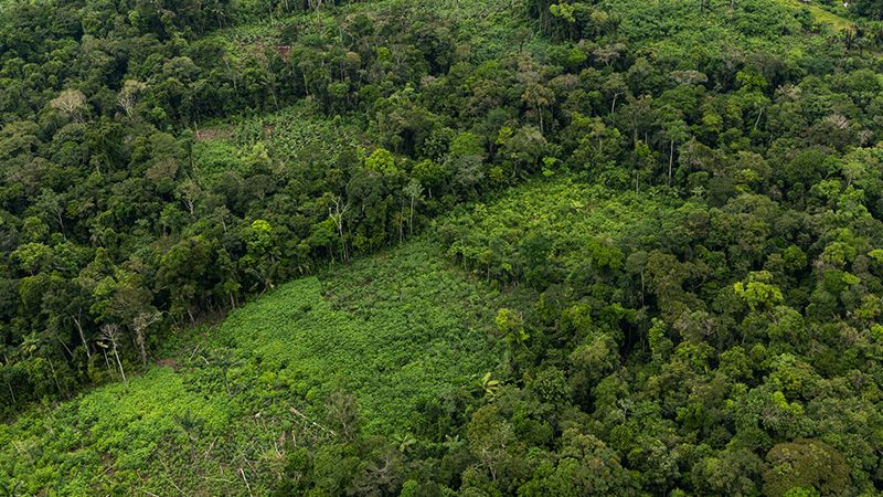 Observatorio Amazonia