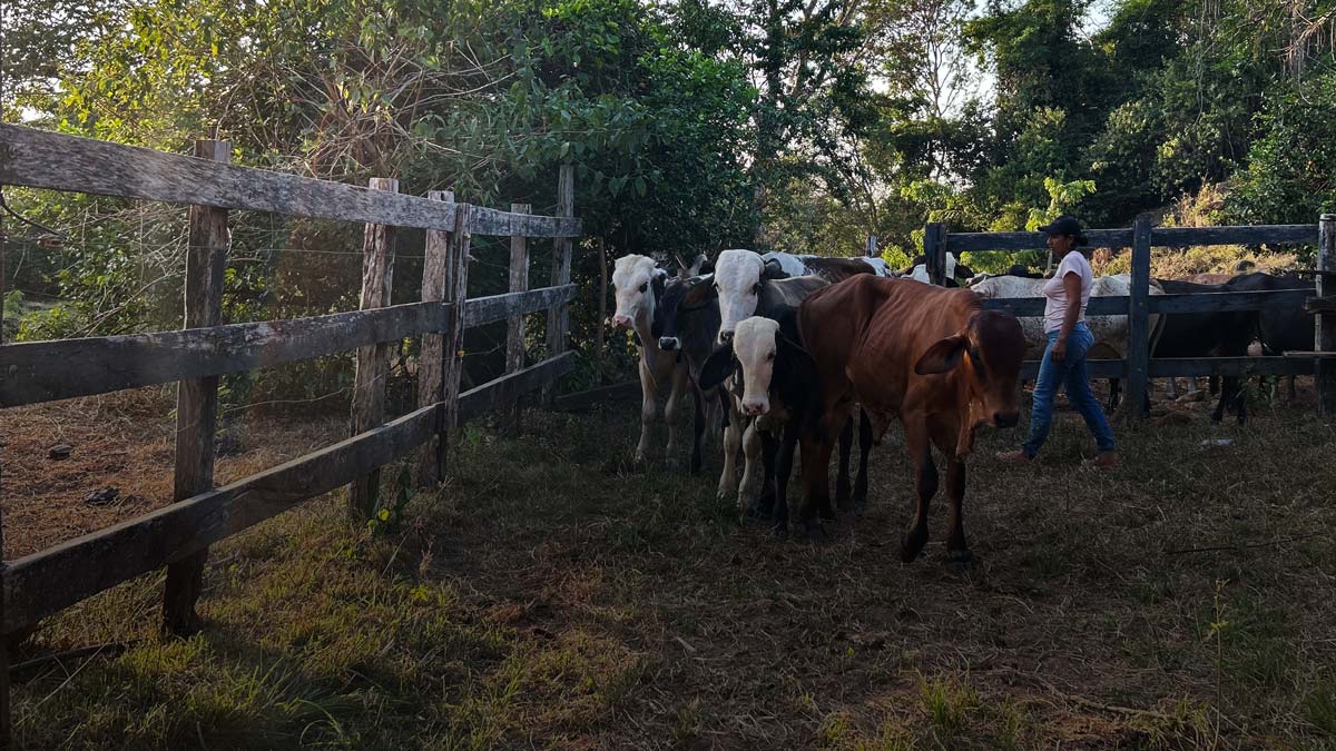 Observatorio Amazonia