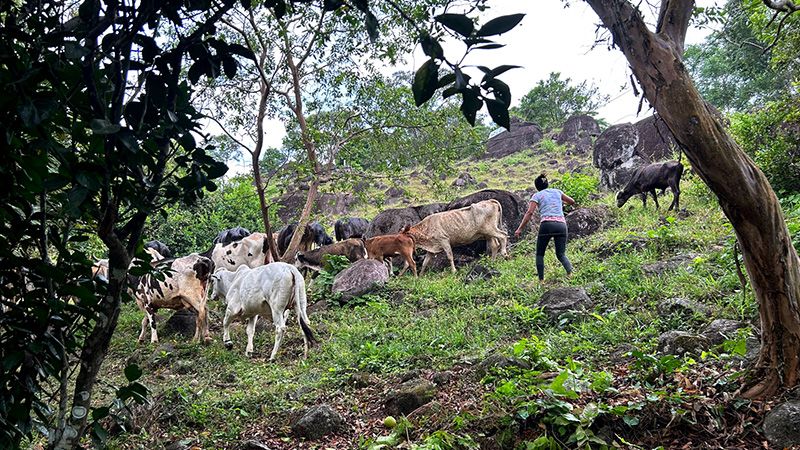 Observatorio Amazonia