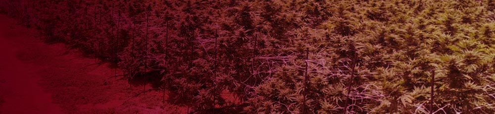 Observatorio Amazonia