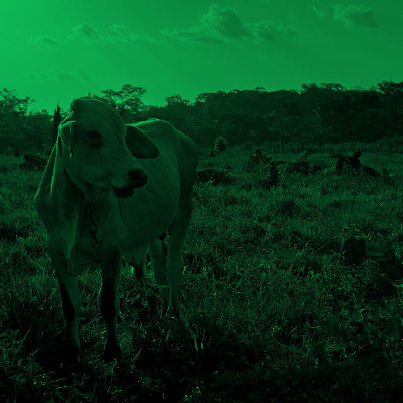 Observatorio Amazonia